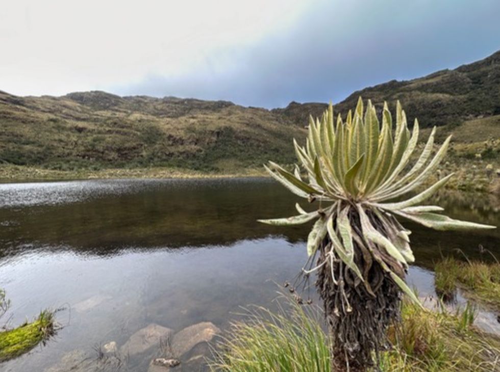 Santuario de Fauna y Flora Iguaque, Paramo