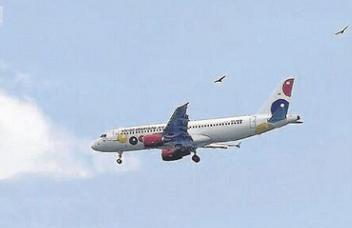 En varias ocasiones se han regitrado emergencias por la presencia de gallinazos.