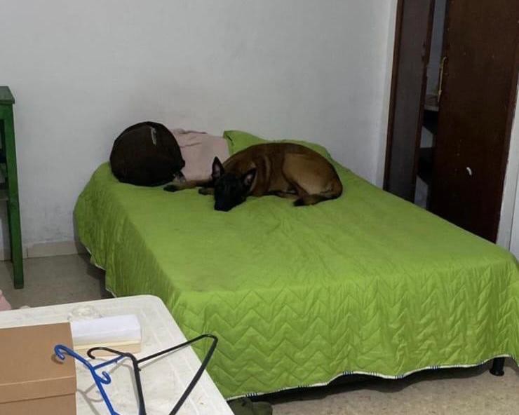 Perro Hund, mascota de subteniente asesiando en San Calixto