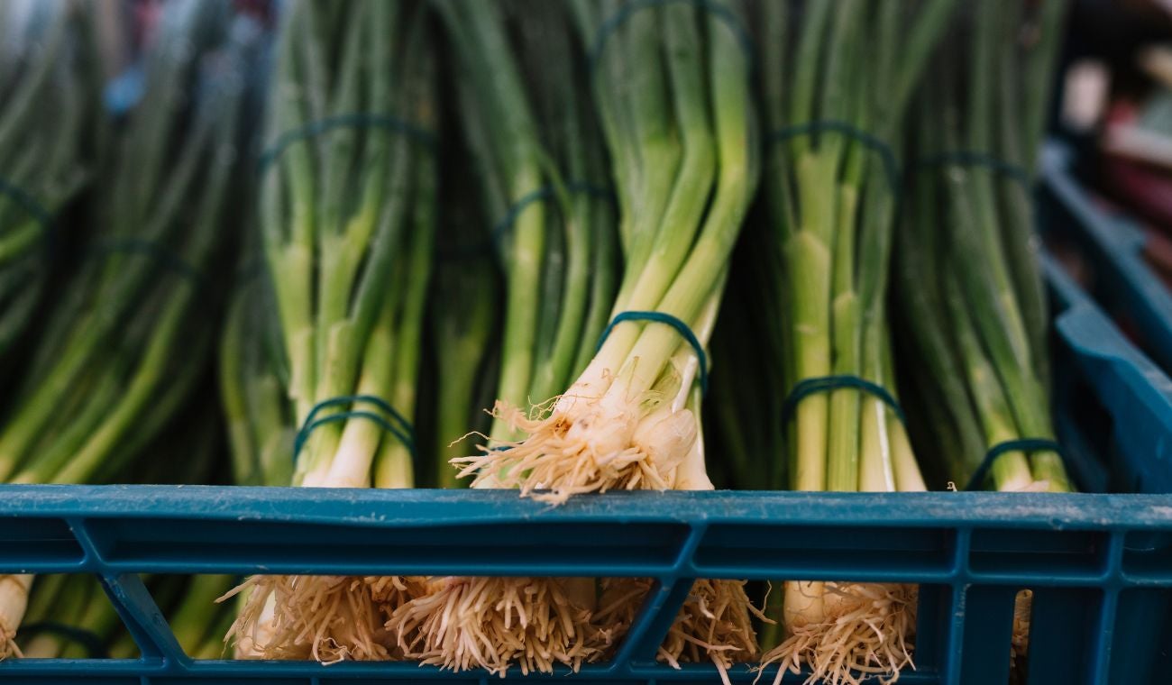 Cebolla junca (larga)