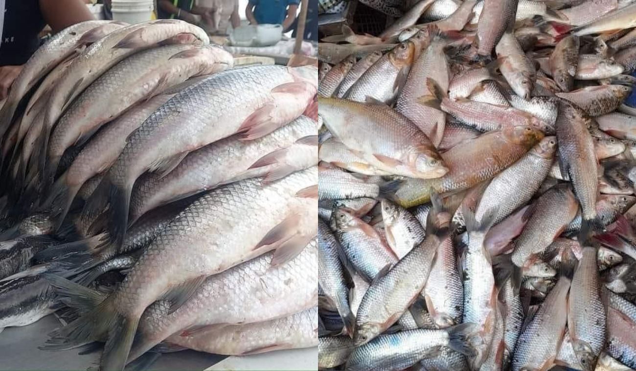 Desove en Barrancabermeja