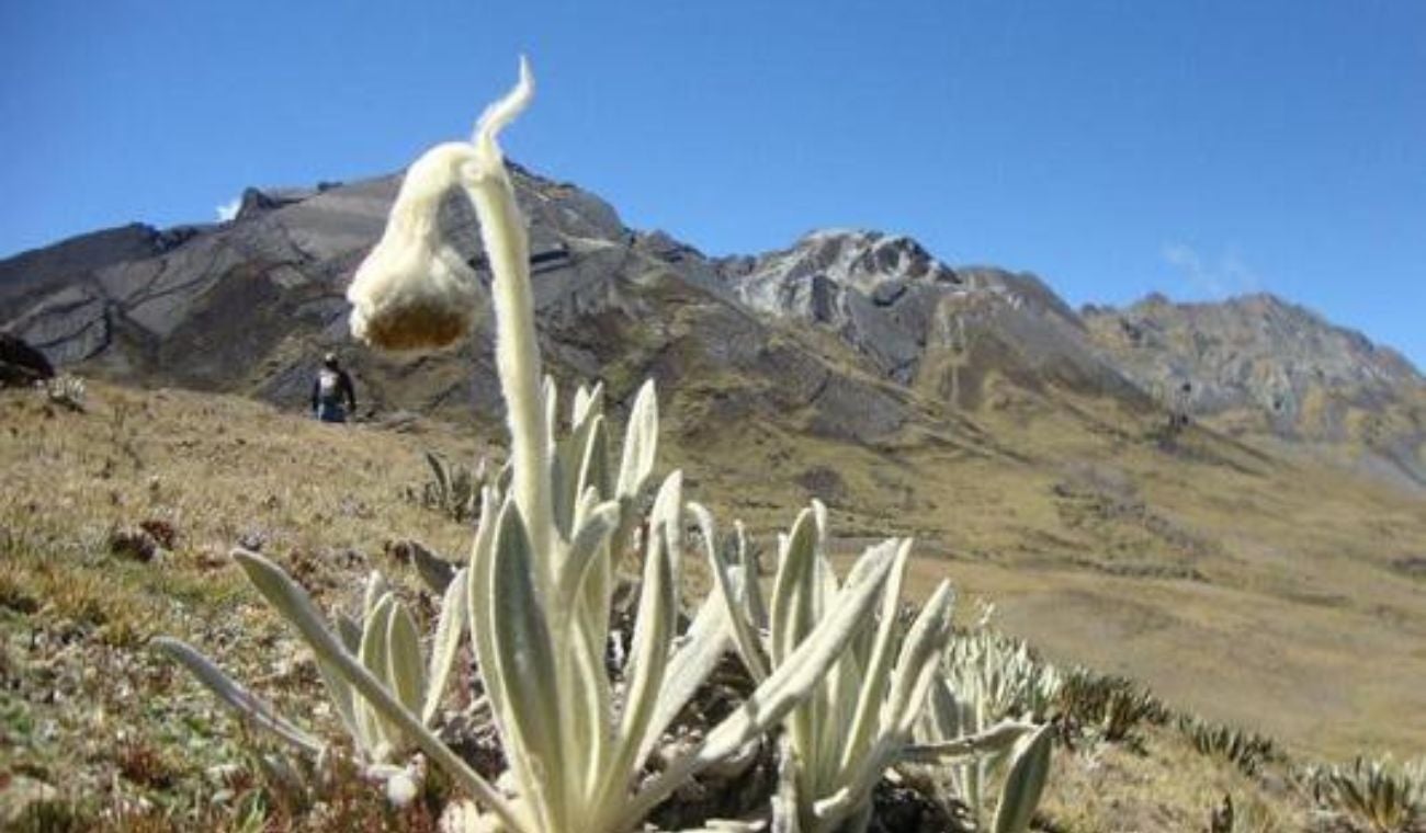 Por dos años se congelaría la actividad minera en el Páramo de Santurbán
