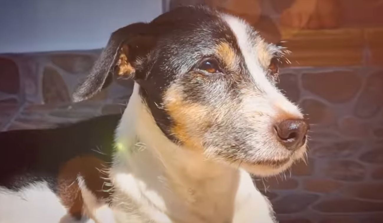 Nicky es la perrita que fue maltrata en el barrio Palermo 1 de Piedecuesta