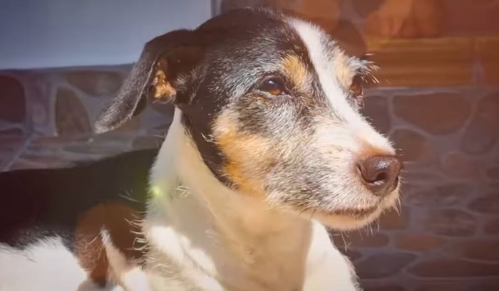 Nicky es la perrita que fue maltrata en el barrio Palermo 1 de Piedecuesta