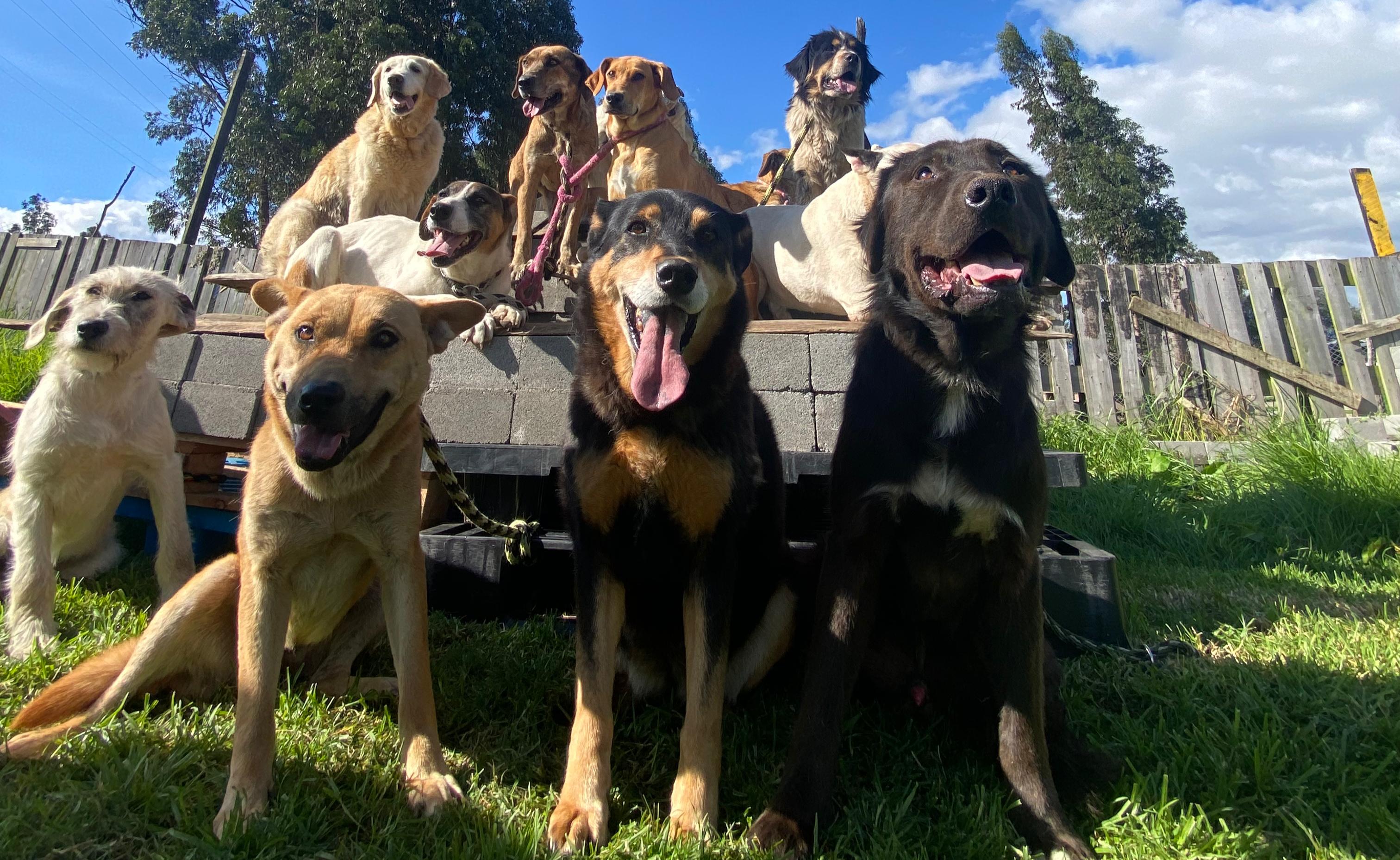 Perros rescatados Fundación Razas Únicas