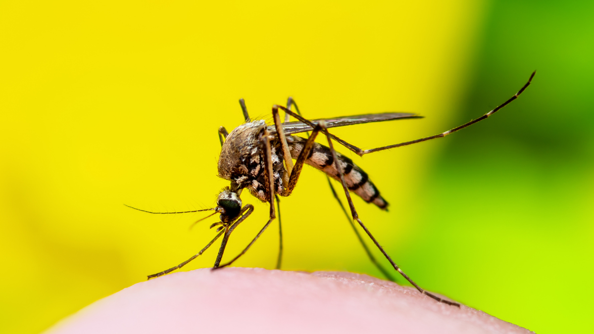 Fiebre amarilla (imagen de referencia)