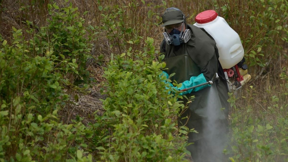 Fumigación terrestre | Glifosato | Cultivos ilícitos | Tumaco, Nariño | Febrero 2020