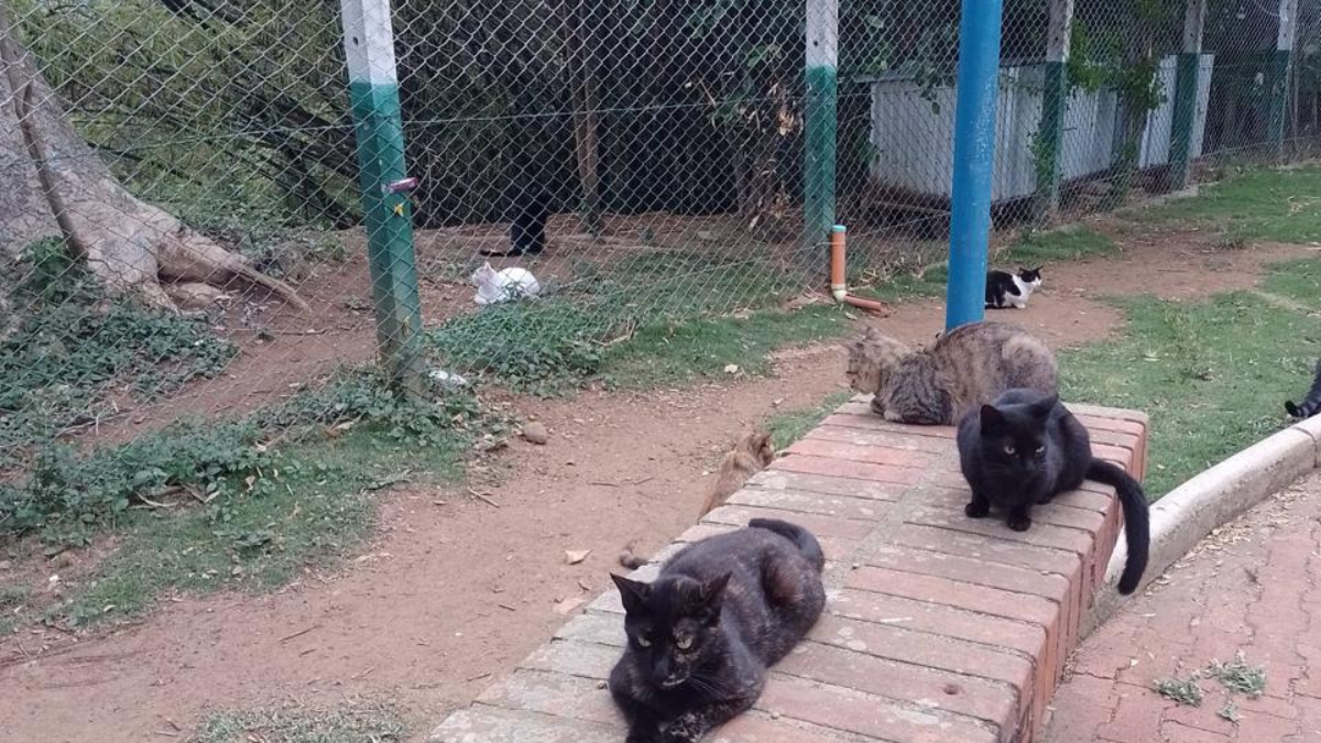 Parque de los Gatos, Bucaramanga.