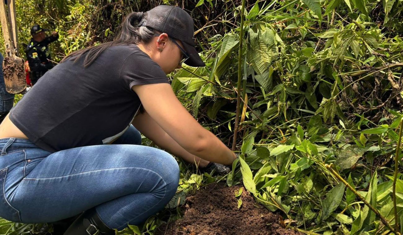 Siembra de árboles en Santander