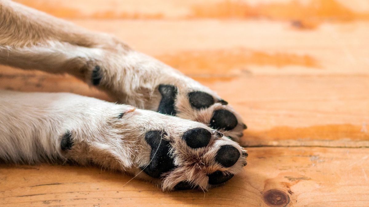 Imagen referencia de perros