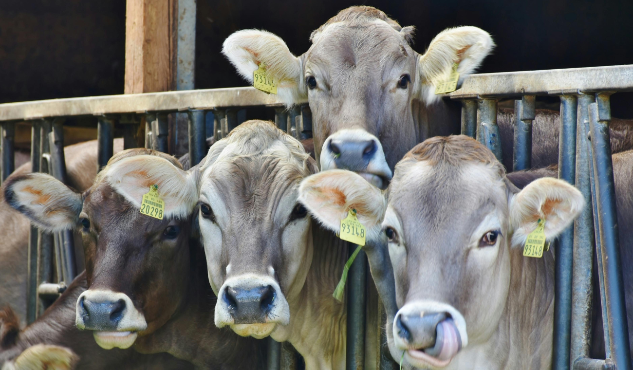 Autoridades locales anunciaron que iniciarán un proceso sancionatorio ambiental ante la Corporación Autónoma Regional
