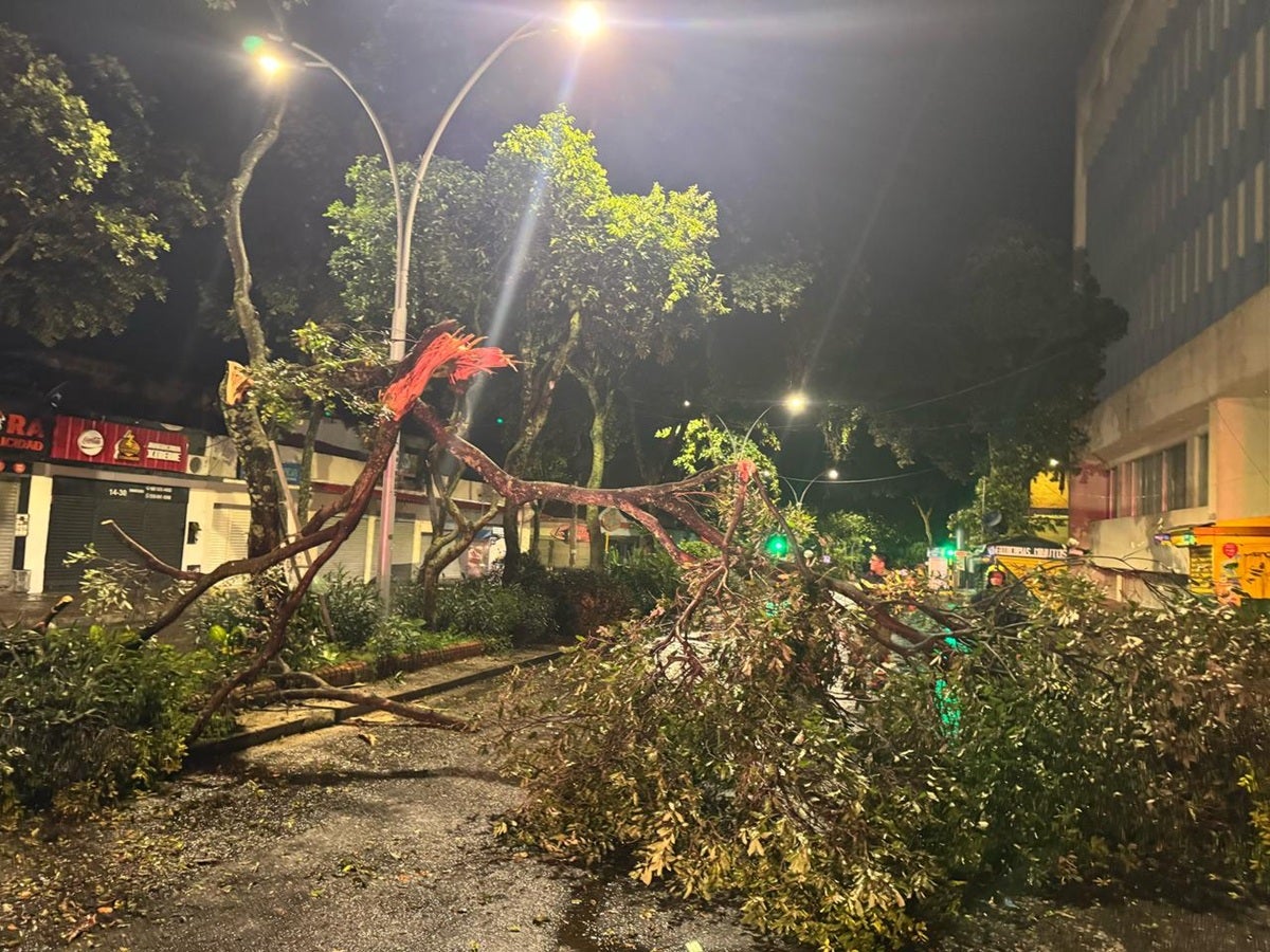 La misma comunidad apoyó el retiro de los árboles que cayeron en medio de la emergencia.