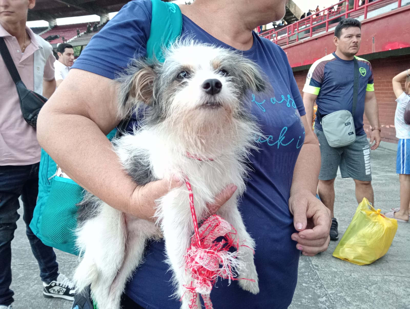 Mascotas desplazadas del Catatumbo
