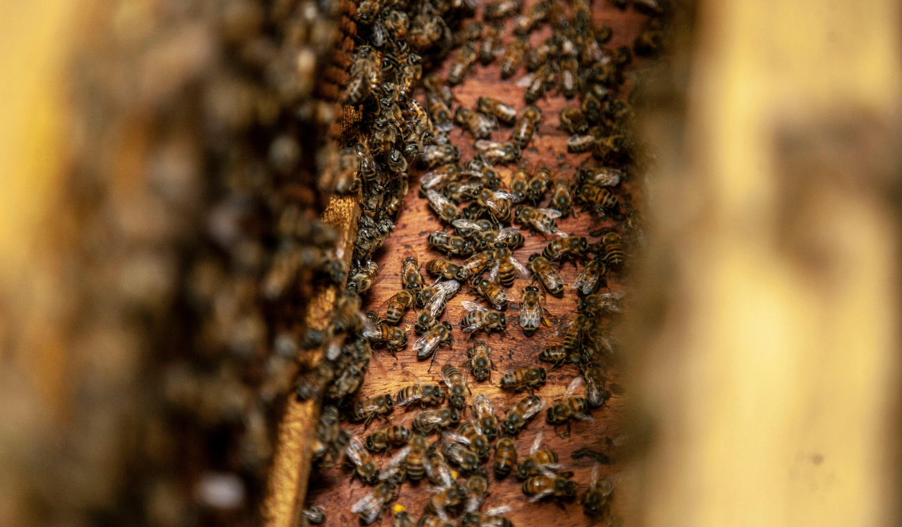 Colmena de abejas.