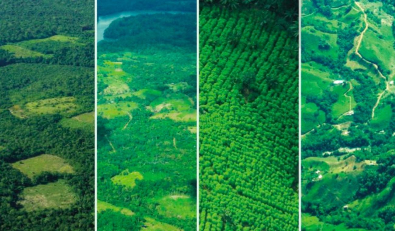 Cultivos de coca en Colombia