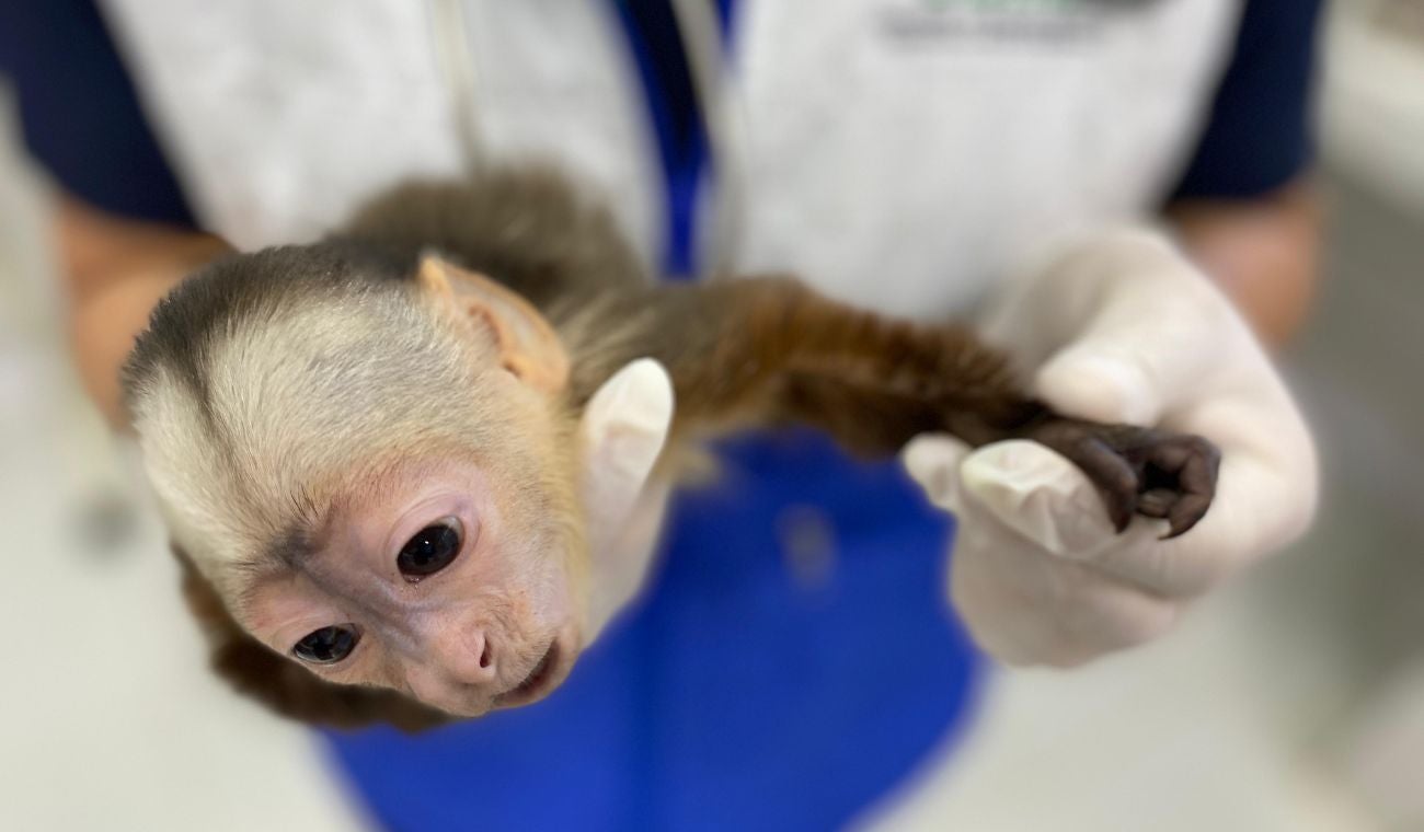 Mono cariblanco rescatado en Bucaramanga
