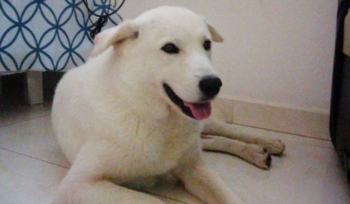 Shaggy, perro que fue víctima de maltrato animal y violencia sexual en San Gil