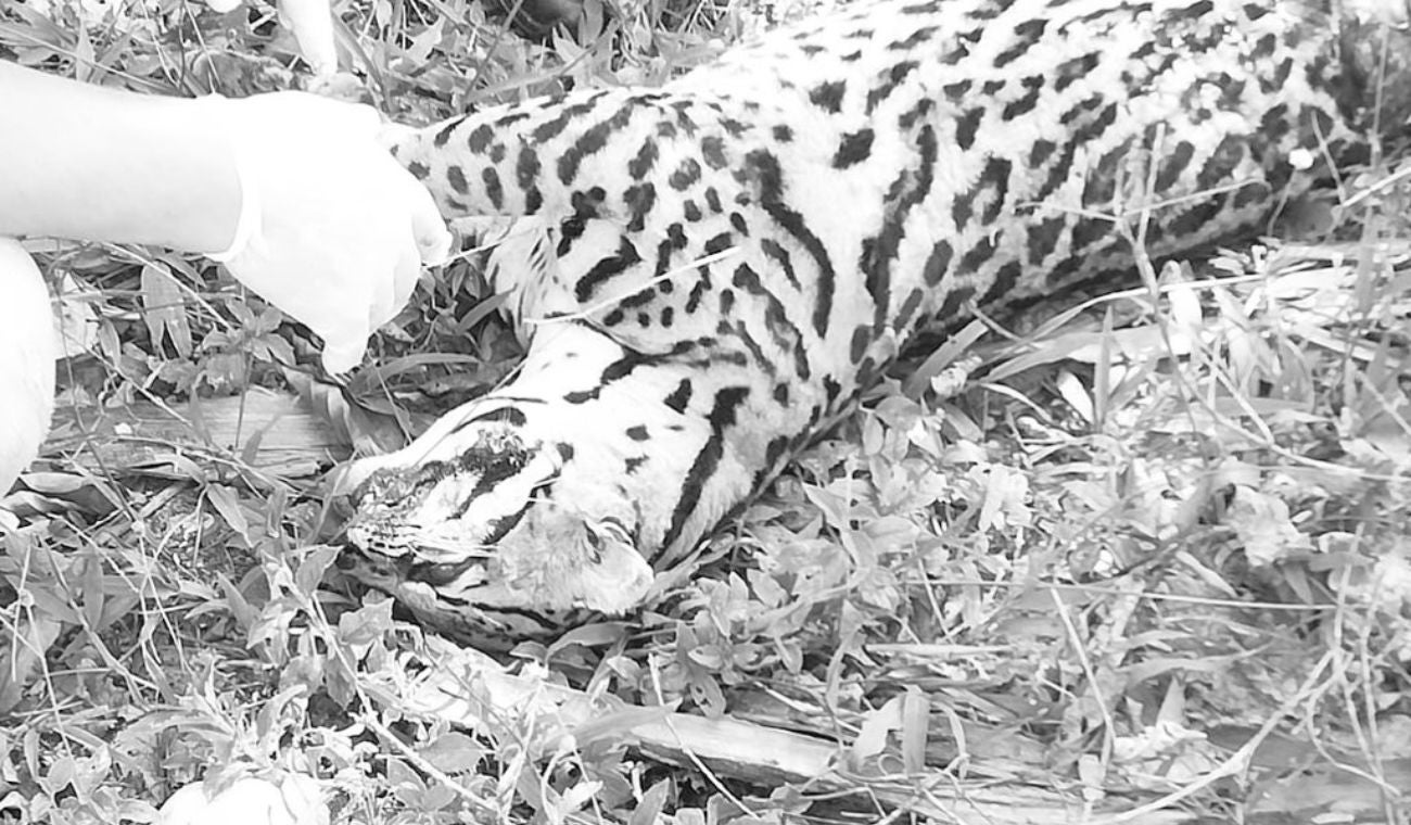 Tigrillo atropellado en el Magdalena Medio