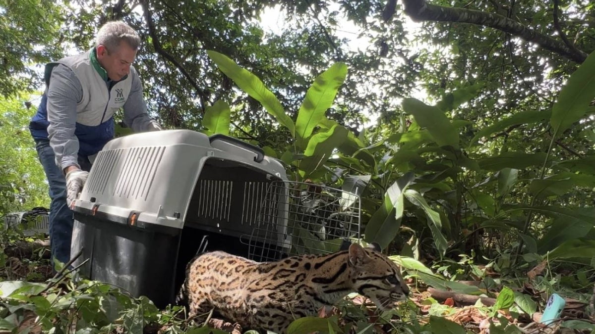 CDMB / Contenido Patrocinado