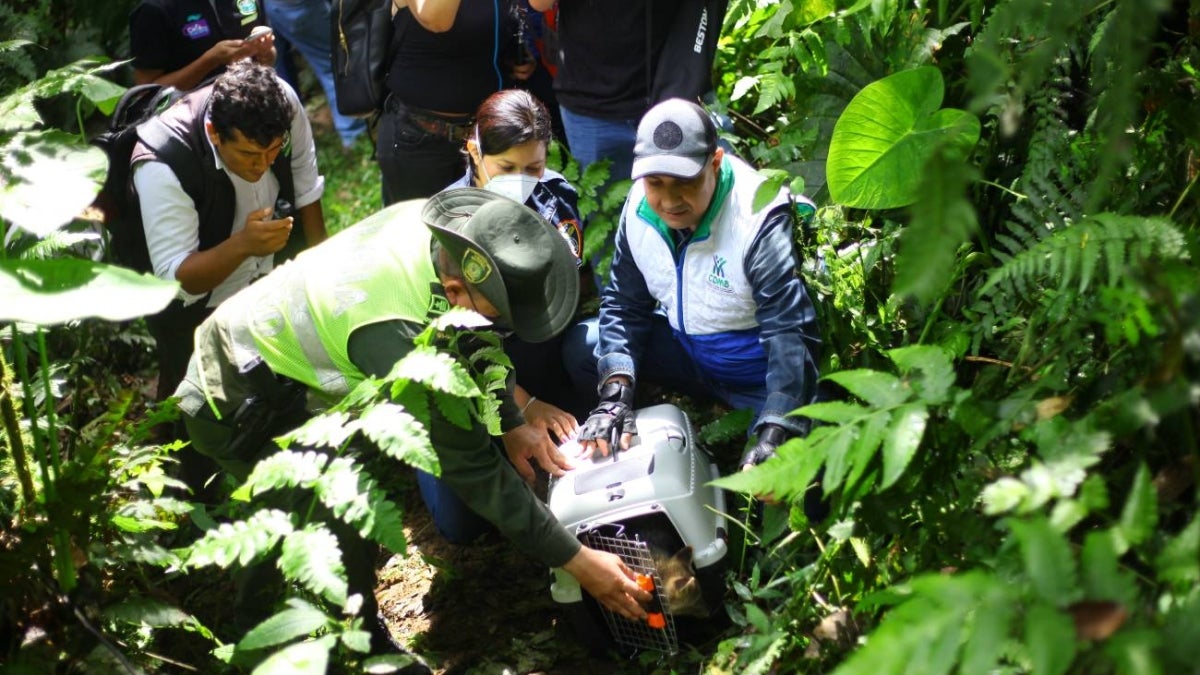 CDMB / Contenido Patrocinado