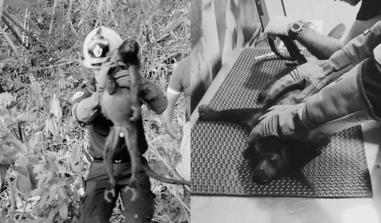 Mono aullador fallecido en Barrancabermeja