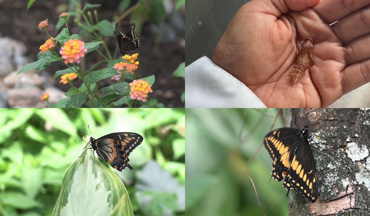 Mariposario en Bucaramanga