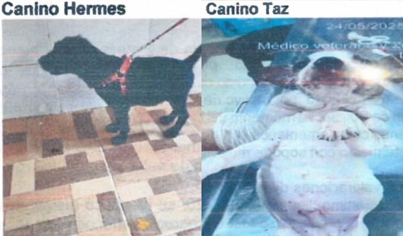 Perros sacrificados en Bucaramanga