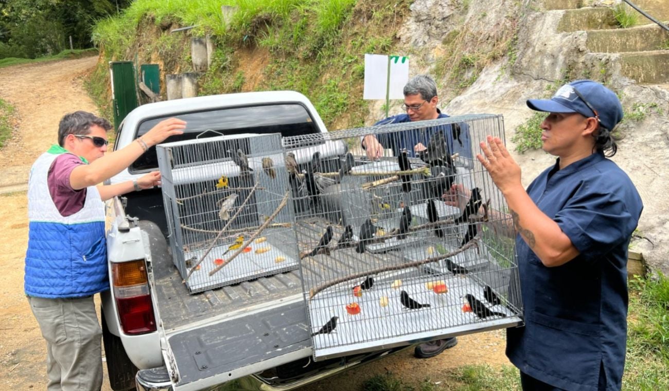 Rescate de aves silvestres en Bucaramanga
