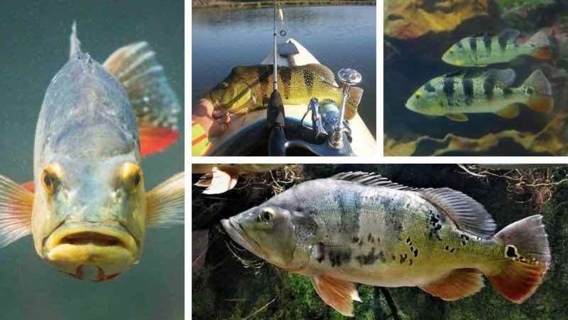 Pez tucunaré alarma a pescadores en el embalse Topocoro