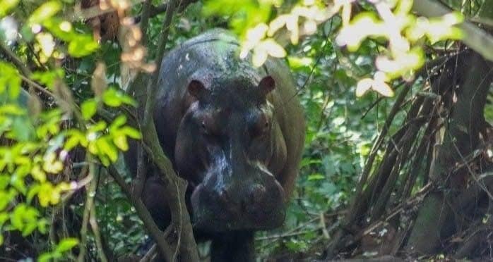 Hipopótamo tiene en alerta a Barrancabermeja