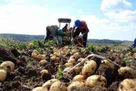 Capturan a dos campesinos por sembrar papa en zona de páramo