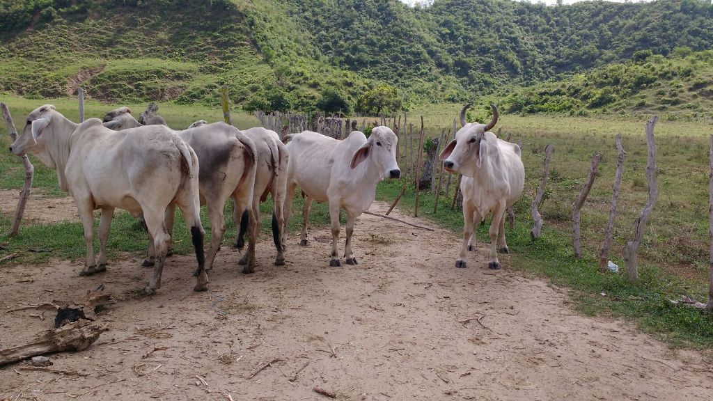 Foto cortesía Policía Nacional