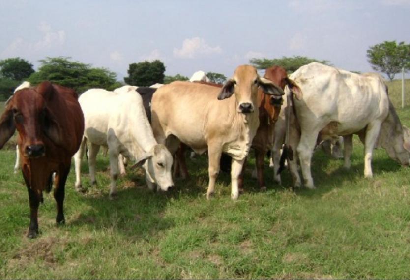 Ganaderos del Cesar piden permiso para portar arnas