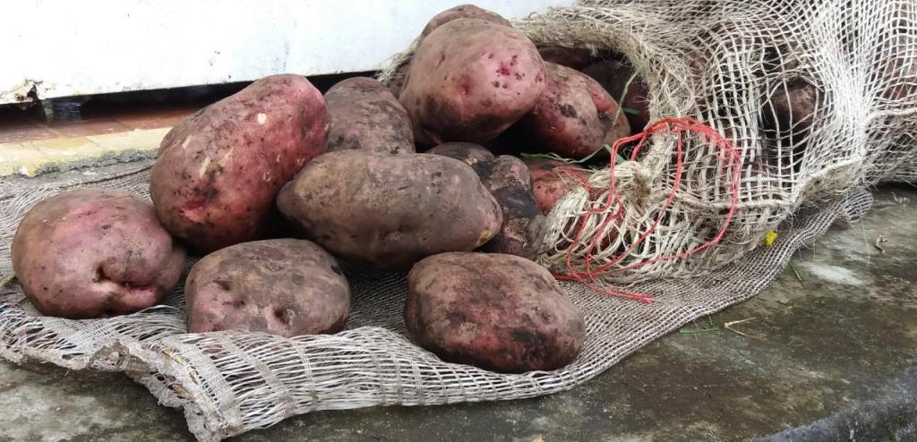 Toneladas de papa están represadas en Nariño por los bloqueos en la Panamericana