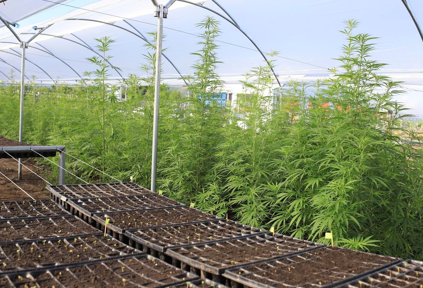 Zona de cultivos de cannabis medicinal