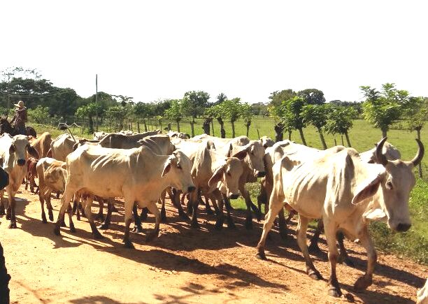 Ganaderos de Sucre aseguran que más de 7 mil reses murieron por sequía