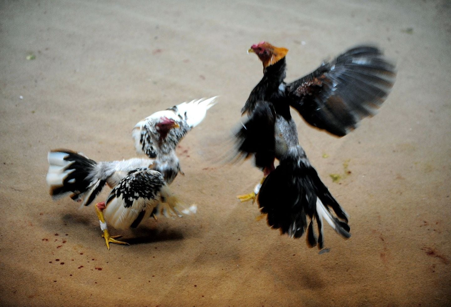 Pelea de gallos