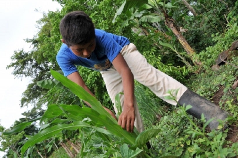 Más de 150 millones de niños son víctimas de trabajo infantil