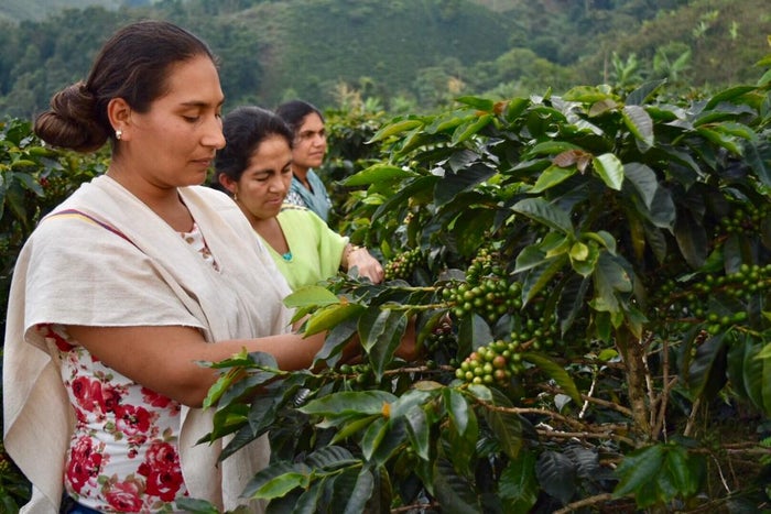 Recolección de café en Dolores (Tolima)