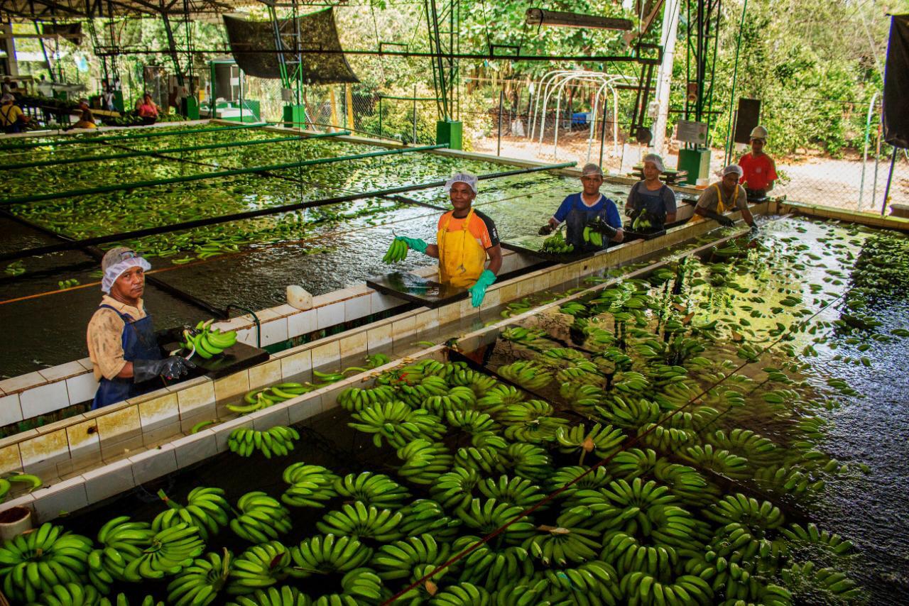 Planta procesadora de la fruta