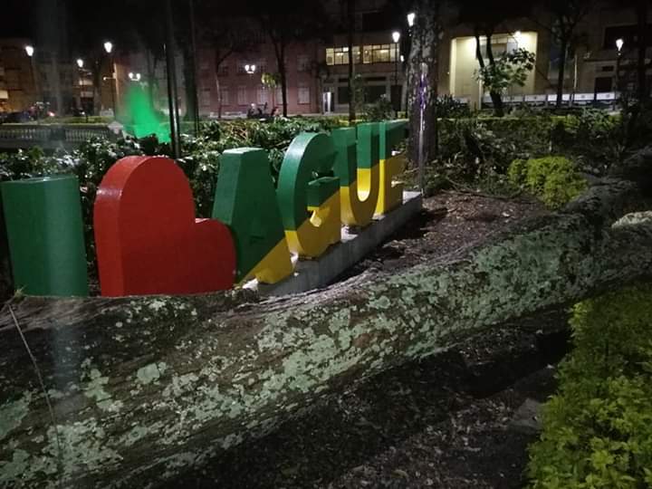 Árbol se vino al suelo en la Plaza de Bolívar