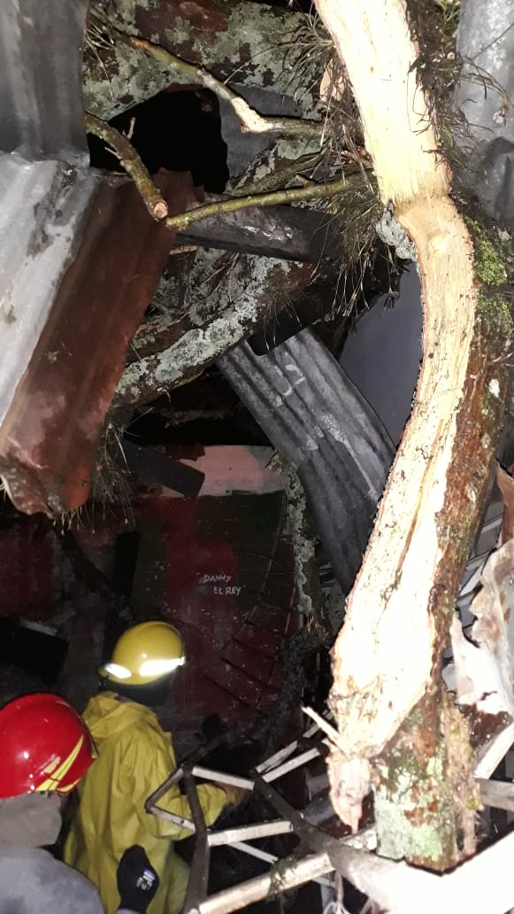 Árbol Caído en el Yuldaima.