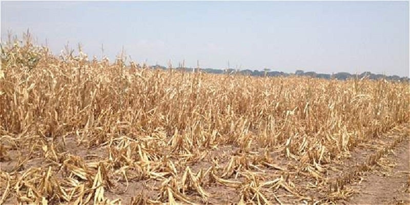 Freddy Mosquera, advirtió las pérdidas que están atravesando los cafeteros y agricultores del departamento por la fuerte sequía