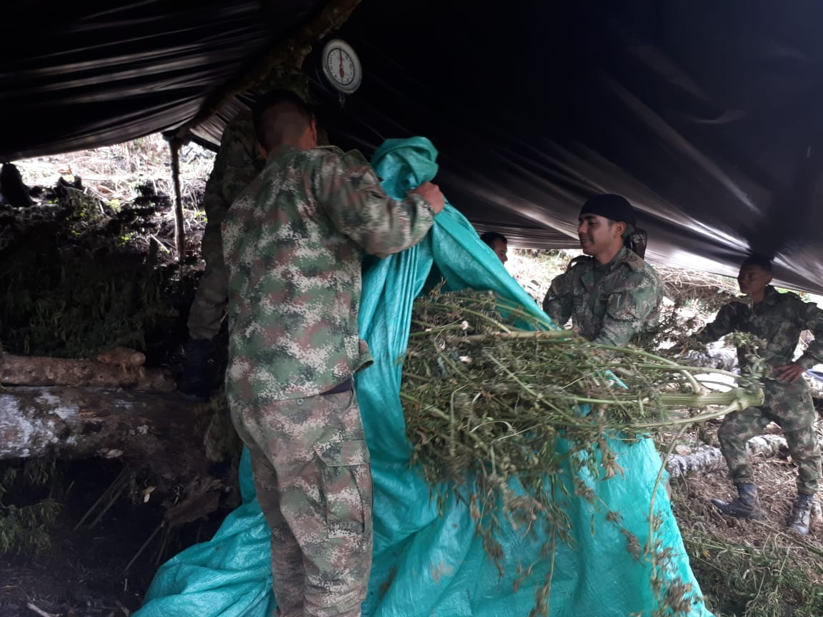 Las plantas ilícitas fueron exterminadas