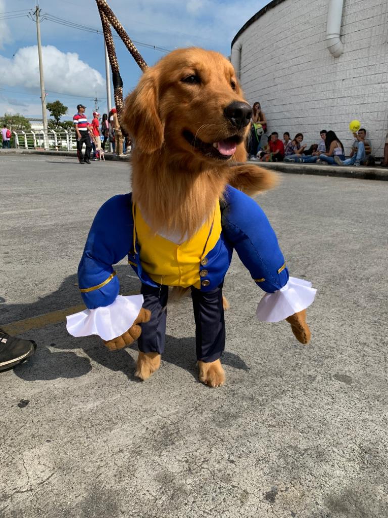 Disfraza tu mascota