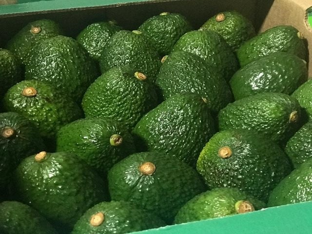 Se producen 148.429 toneladas de aguacate Hass en Antioquia, Bolívar, Caldas, Cesar, Quindío, Santander, Tolima y Valle del Cauca