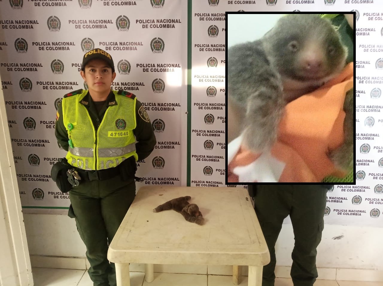 Rescate de oso perezoso bebé