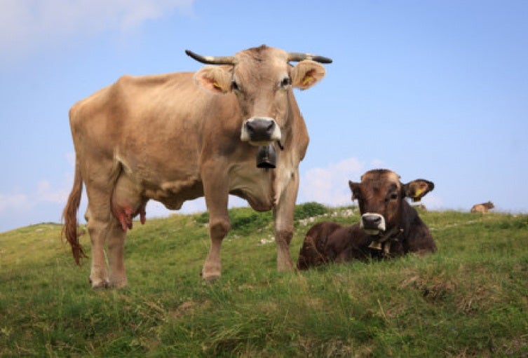El abigeato se estaría presentando en Doima municipio de Piedras y en la vía Ibagué - Alvarado
