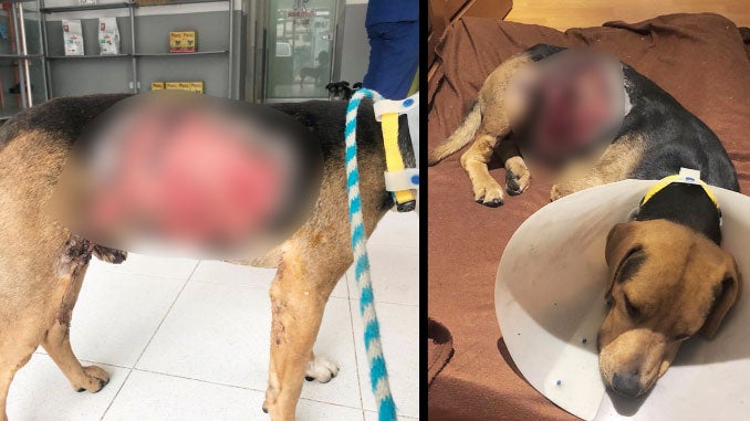 Perrito quemado con agua hirviendo