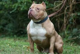 Perro Pitbull